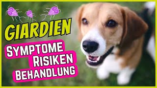 Giardien bei Hunden  Symptome Behandlung amp GiardienTest [upl. by Agarhs981]