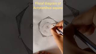 floral diagram of Achyranthes aspera Amaranthaceae family shorts [upl. by Doone]