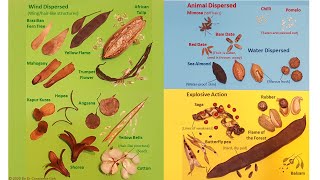 Methods of Seed Dispersal [upl. by Madelon]