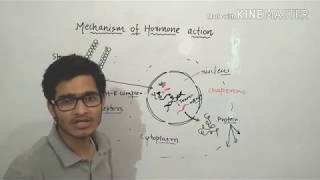 Mechanism of action of steroid hormones in detail [upl. by Duwe]