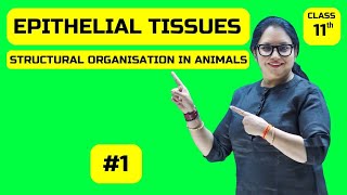 Epithelial Tissues  Structural Organisation in Animals  Class11th cbse ncert onlineclass [upl. by Dorise]