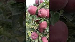 Jeromine Apple 🤩🤩  One of the Top Variety In Kashmir  SN [upl. by Chader]