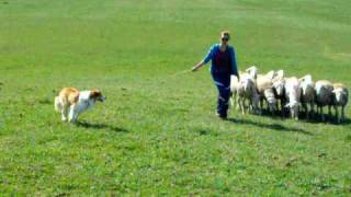 Border Collie Herding Sheep [upl. by Sema]