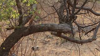 Kruger National Park  Honey badger wildlife nature kruger safari badgers honeybadger [upl. by Wait978]