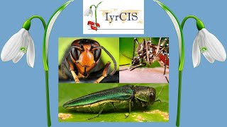 𝗔𝗰𝗰𝗶𝗱𝗲𝗻𝘁𝗮𝗹 𝗯𝗶𝗼𝗰𝗼𝗻𝘁𝗿𝗼𝗹 humanmediated dispersal of insect parasitoids and predators [upl. by Teplica]