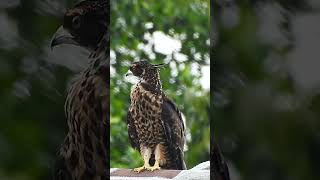 Crested Honey Buzzard fledgling Day 9 [upl. by Bigot]