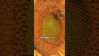 How do bees make honey bee honey animalfacts [upl. by Dud595]