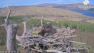 Louis brings a second fish Dorcha the Loch Arkaig Ospreyseizes it and departs quickly 21 Apr 2024 [upl. by Gaudette840]