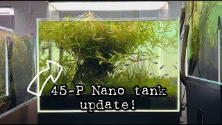 45P Nano tank Update [upl. by Rotciv]