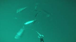 When Mackerel Take Feathers underwater view [upl. by Haissi]