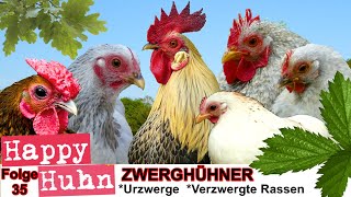 E35 Das Zwerghühner SPEZIAL bei HAPPY HUHN  Geschichte Haltung Stall Rassen Urzwerge Hühner [upl. by Elsie]