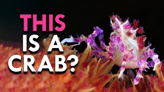 Why Crabs Are Evolution On Steroids [upl. by Ylevol]