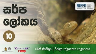 සර්ප ලෝකය 10  රෑන් මාපිලා  Boiga trigonata trigonata [upl. by Etteuqal]