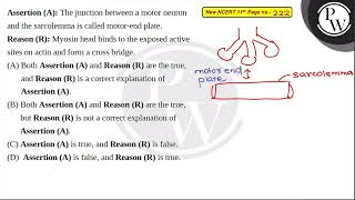 Assertion A The junction between a motor neuron and the sarcolemma is called motorend plate [upl. by Learrsi]