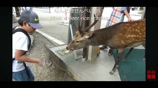 奈良公園 ドアを開ける鹿 deer チョット前に撮影しました。５年程前に [upl. by Emmeline]