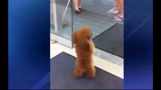 Amazing dog walks through supermarket on two legs [upl. by Tav]