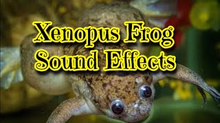 Xenopus African Clawed Frog Sound Effects [upl. by Enrev]