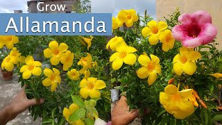 How to grow allamanda plant from cuttings  Allamanda Propagation [upl. by Atirys]