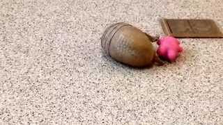 Rollie a southern threebanded armadillo playing [upl. by Dinny]