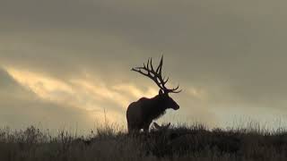 Wildlife Reel  Powderhorn Ranch [upl. by Ynnol]