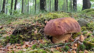 BOLETUS PINICOLA pagadian 2023ko maiatza HDR [upl. by Atsahs]