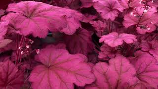 Heuchera Primo Wild Rose [upl. by Towland]