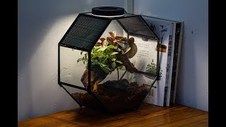 how to build a octagon spider  mantis terrarium Fittonia peperomia plants and moss terrarium [upl. by Bate401]