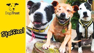 Super Staffies Staffordshire Bull Terriers Looking for Homes 💛🐶 Dogs Trust [upl. by Gebelein]