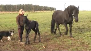 Two day old Friesian foal [upl. by Ylrad710]