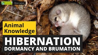 All About Hibernation  Animals for Kids  Educational Video [upl. by Annelg]