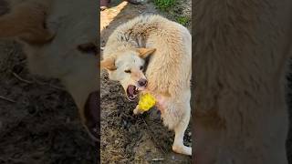 After being injured in the tail a stray dog continues to bite his tail [upl. by Auhsot]