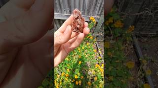 Beautiful aragonite cluster thefinders crystals gemstone [upl. by Sanfred]