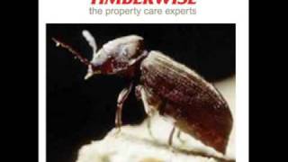 The Lifecycle of Woodworm  A podcast from the woodworm experts  Timberwise [upl. by Ave]