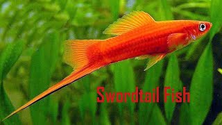 30 Different types of beautiful Swordtail fish varieties [upl. by Toshiko]