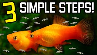 How To EASILY BREED Platy And Raise Their Babies [upl. by Ellison565]