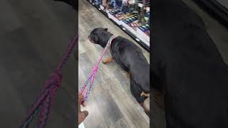 Rottweiler Birthday Pet store visit [upl. by Madlin]