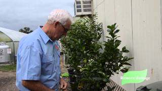 How to control leaf miner on your Citrus tree [upl. by Atiuqel]