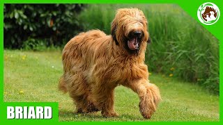 10 Facts About the Briard Dog [upl. by Rodriguez420]