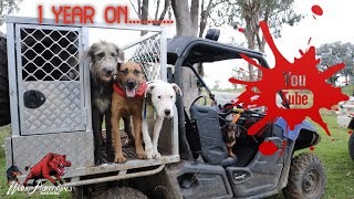 Hunting Feral Pigs with Dogs New South Wales Part 2  1 year on YouTube [upl. by Hsirt]