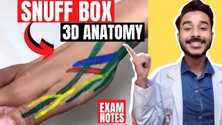 anatomical snuff box anatomy 3d  anatomy of snuff box contents  boundaries of snuff box anatomy [upl. by Ekal]