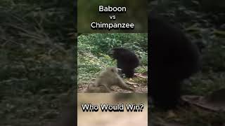 Baboon vs Chimpanzee  Who Would Win animals baboon chimpanzee fight [upl. by Anairda]