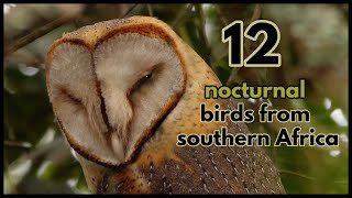 12 nocturnal bird calls from southern Africa [upl. by Notnad]