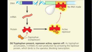 Operons Ap Bio [upl. by Garner]