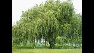 Weeping willow tree  Salix babylonica  Why i use this tree in my pond [upl. by Akins]