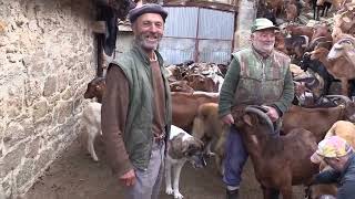 Ganaderos en su hábitat  Cabras en Valcayo  132024 [upl. by Neelak]