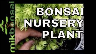 Unleashing the Potential of Bonsai How to Bonsai a Picea Glauca Nursery Plant  mikbonsai [upl. by Annoirb]