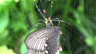 オオジョロウグモ♀（ジョロウグモ科） Nephila pilipes ジャコウアゲハを捕獲 2024年6月 [upl. by Vachel]