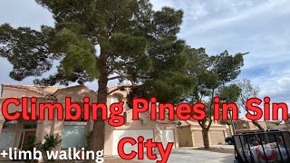 NO LION TAILING HOW TO PRUNE A PINE TREE [upl. by Aroda]