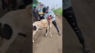 Uncontrol big sheep 🥵🥵youtubeshorts goat sheepfarming foryou sheeps sheepfarm youtube [upl. by Geminius]