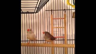 Zebra Finch Sounds beeps amp peeps [upl. by Anastas]